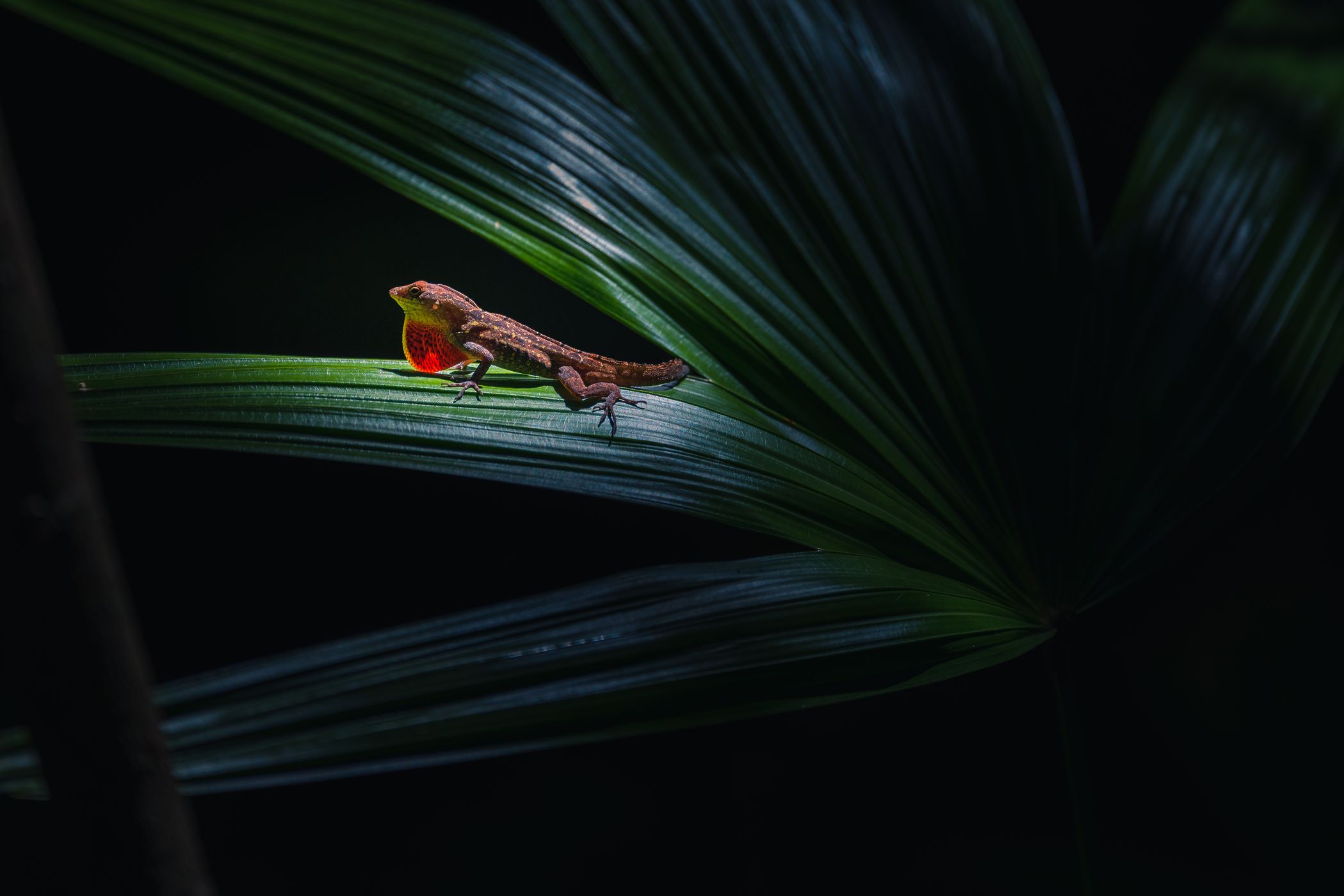 McKee Botanical Garden, USA