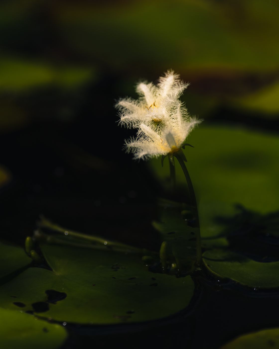 McKee Botanical Garden, USA