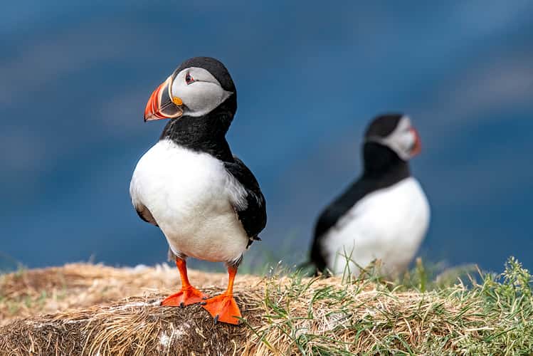 Puffin rock