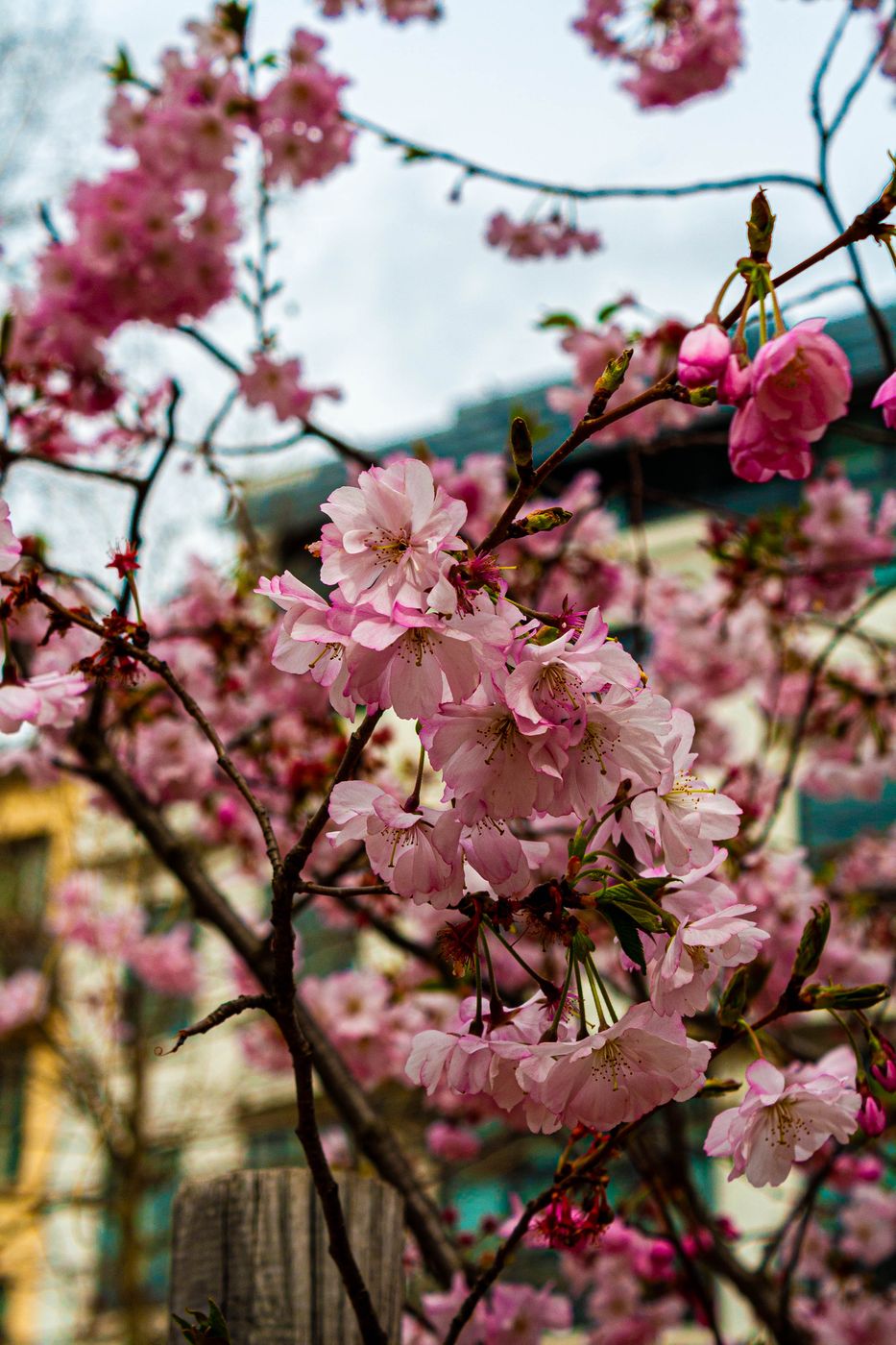 Spring in St Étienne, France, France