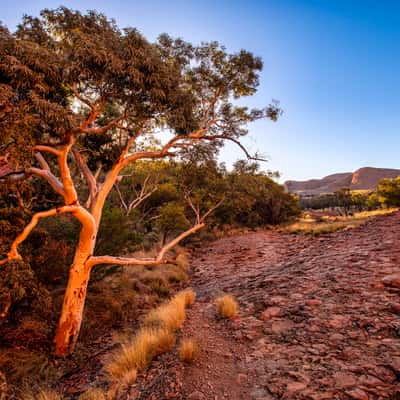 The tree Kata Tjuta The Olgas, Northern Territory, Australia