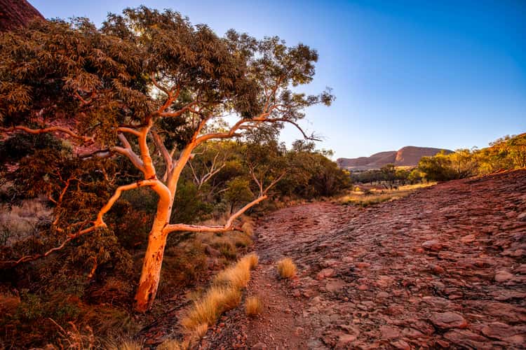 The tree Kata Tjuta The Olgas, Northern Territory