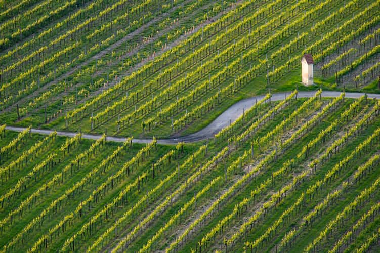 Vine lines