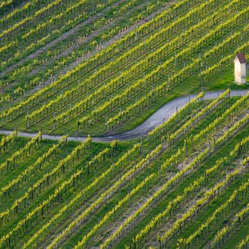 Vine lines, Austria