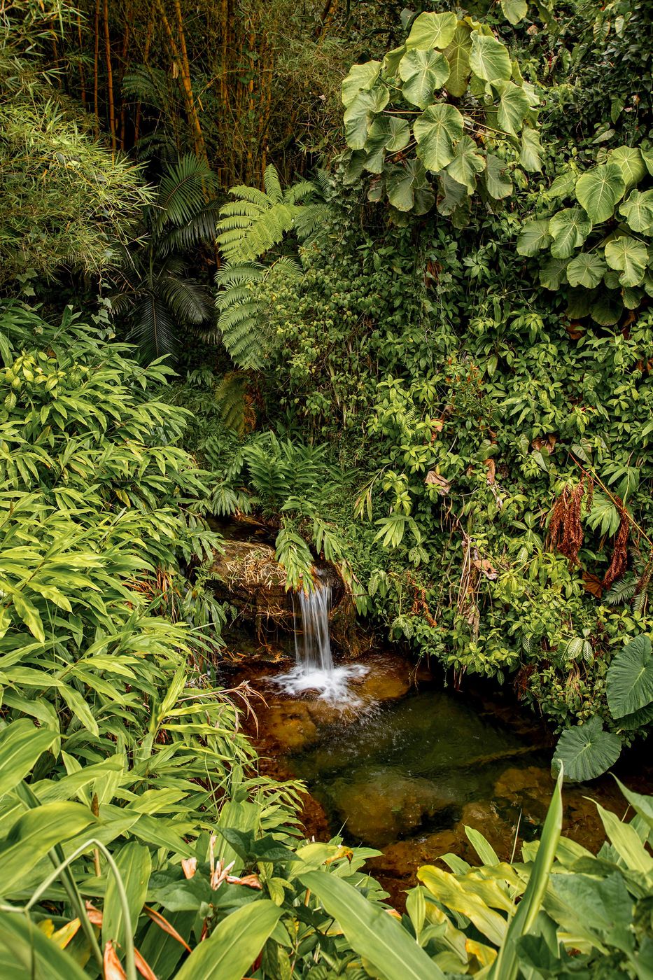Akaka Falls, USA