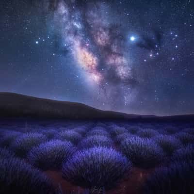 Akçaköy Lavender Field, Turkey (Türkiye)