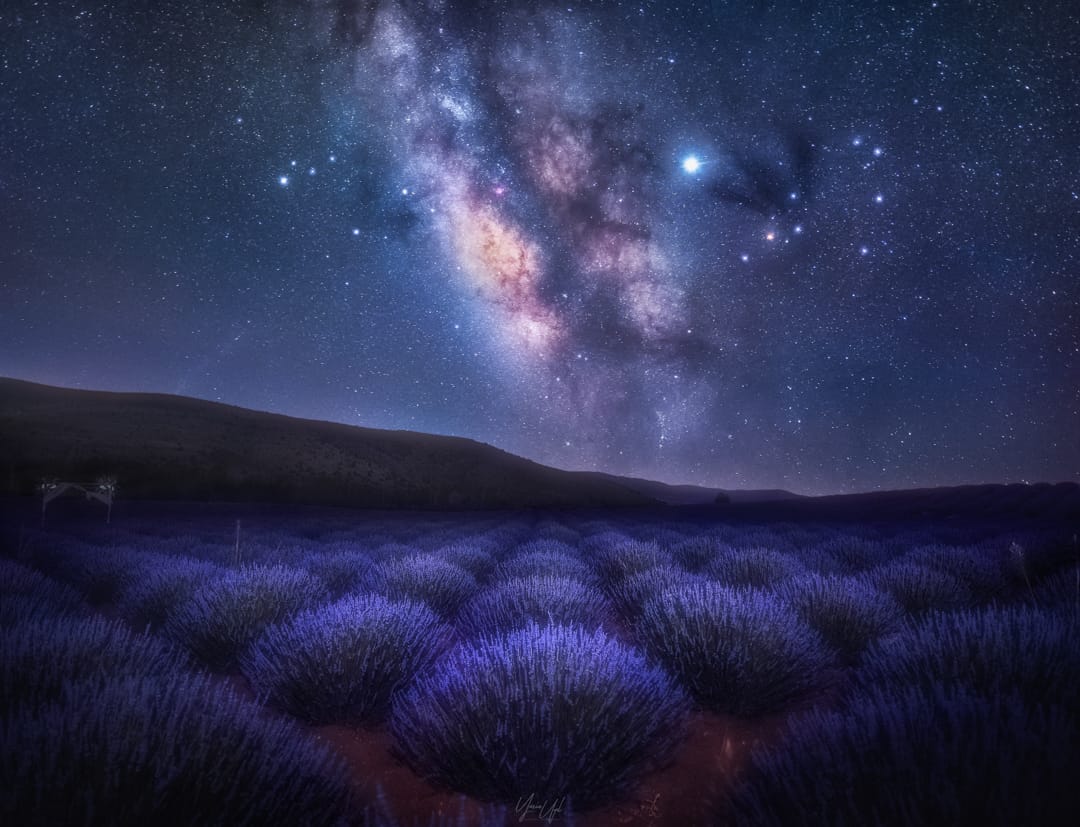 Akçaköy Lavender Field, Turkey (Türkiye)