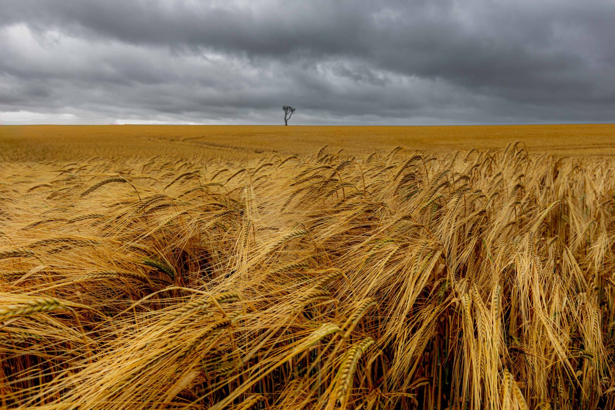 Barley Field, United Kingdom