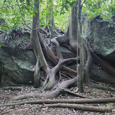 Cedro Rosa, Brazil