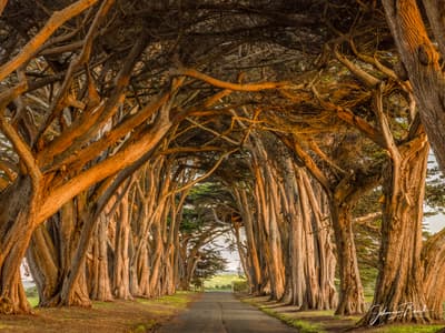 Cypress Tree Tunnel - Pt Reyes National Seashore