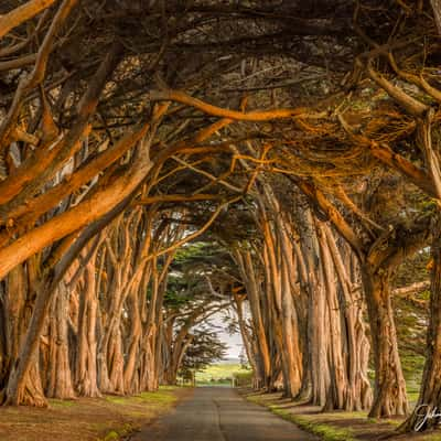 Cypress Tree Tunnel, Point Reyes National Seashore, USA