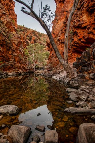 Dead Tree Serpentine Gorge, Northern Territory