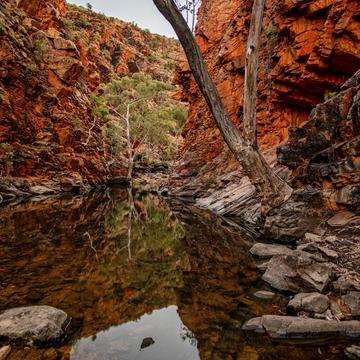 Dead Tree Serpentine Gorge, Northern Territory, Australia