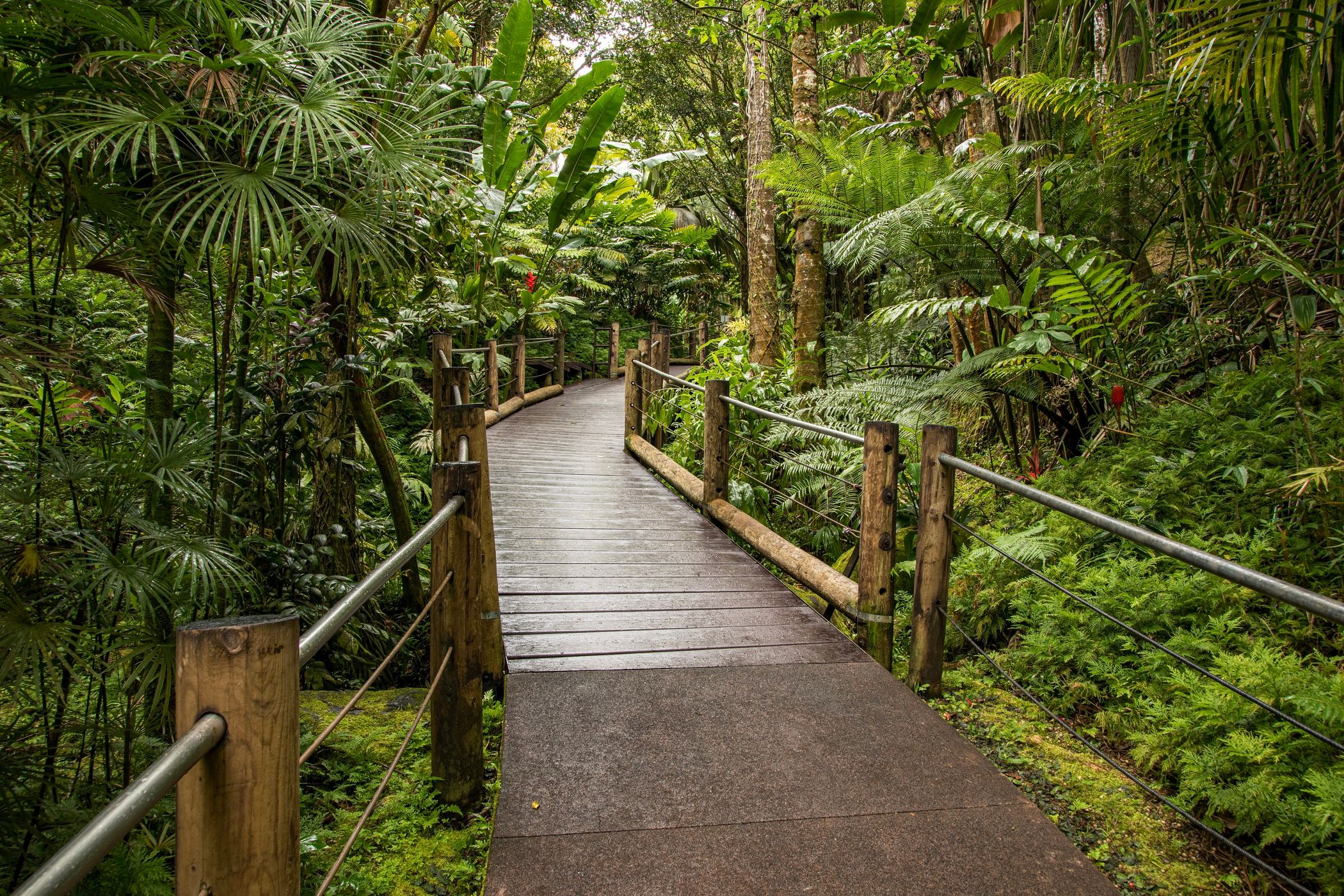 Hawaii Tropical Bio-Preserve, USA