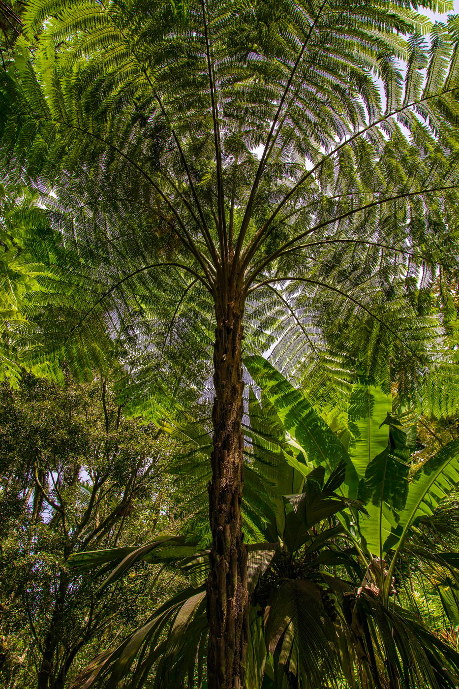 Hawaii Tropical Bio-Preserve, USA
