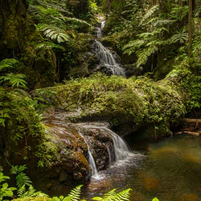 Hawaii Tropical Bio-Preserve, USA