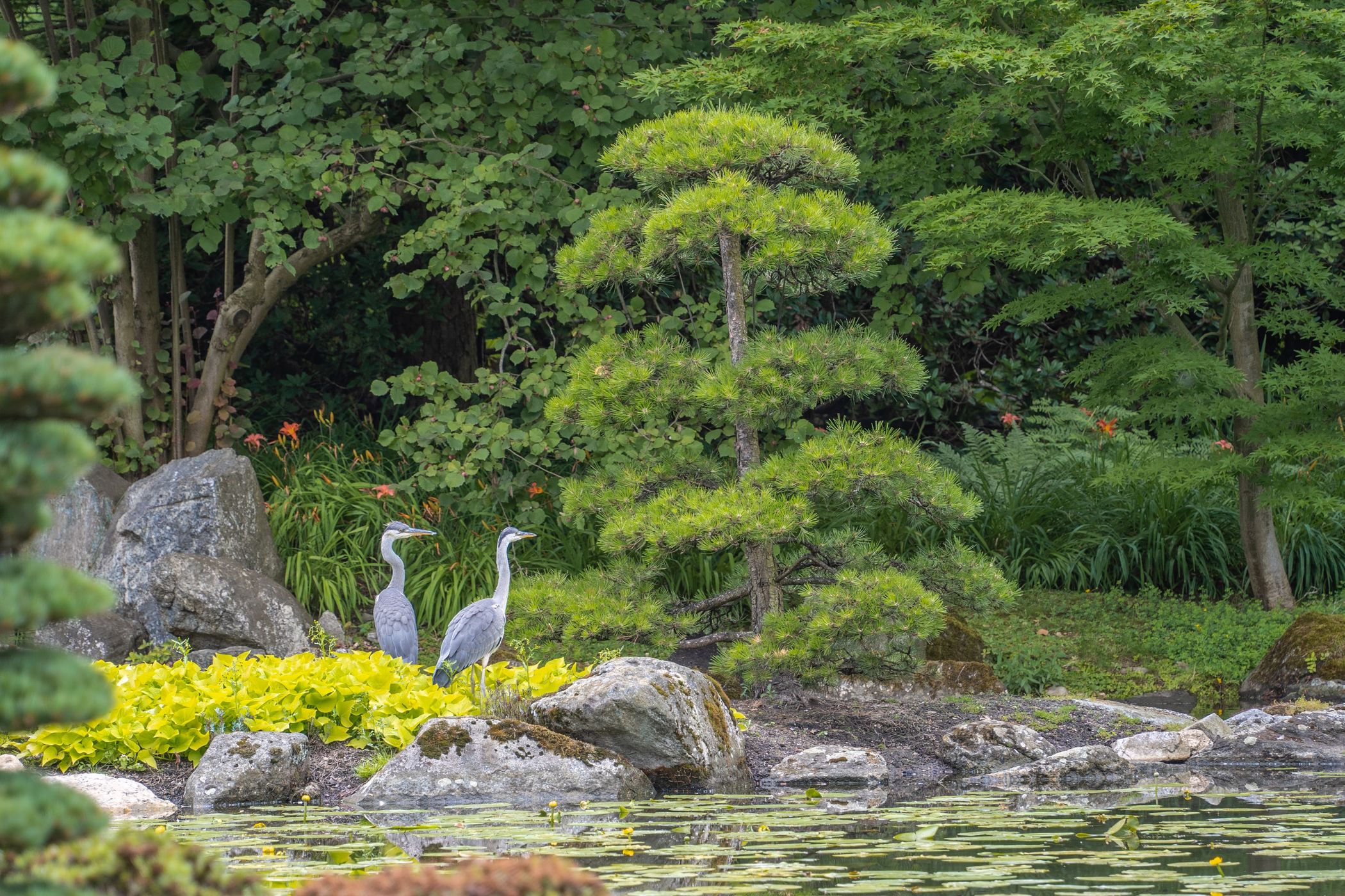 Japanese garden, Poland