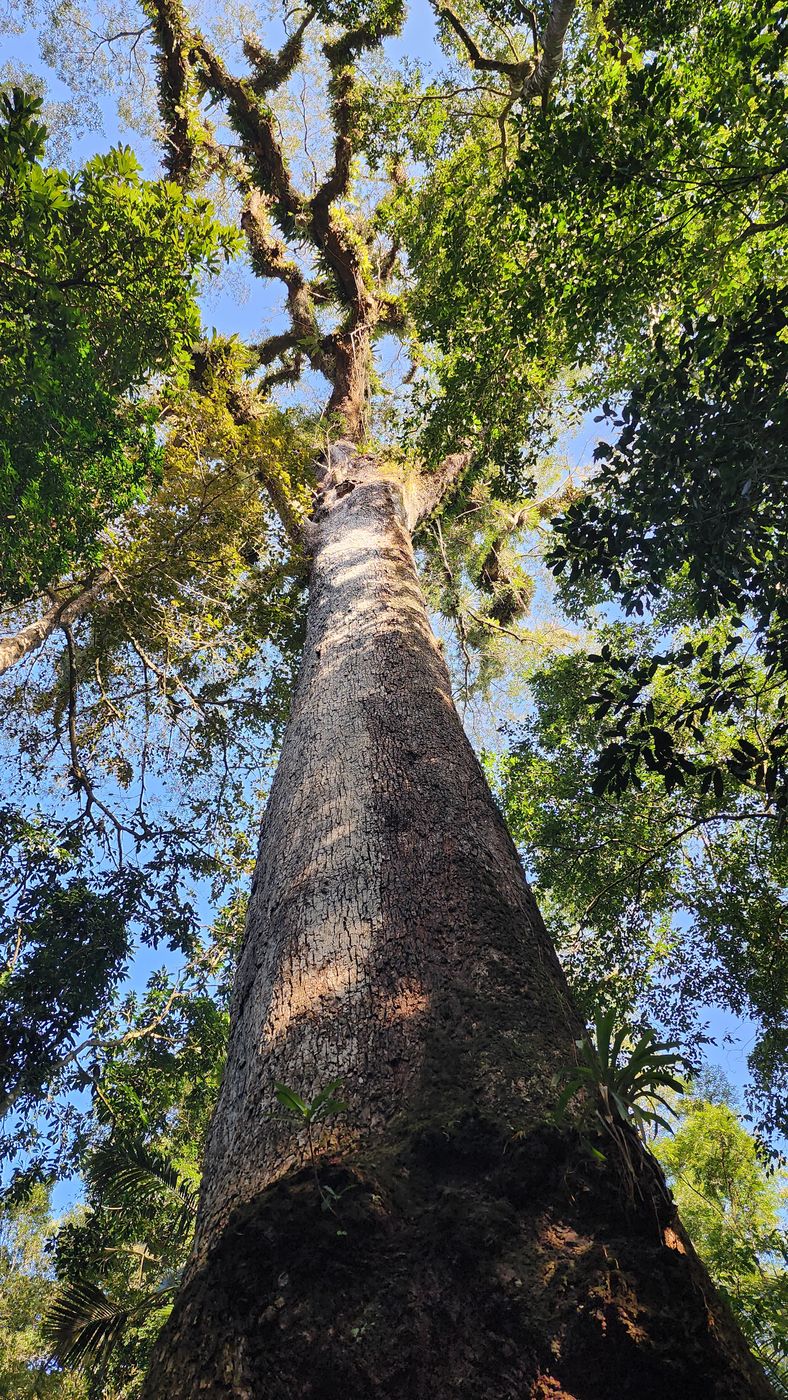 Jequitibá, Brazil