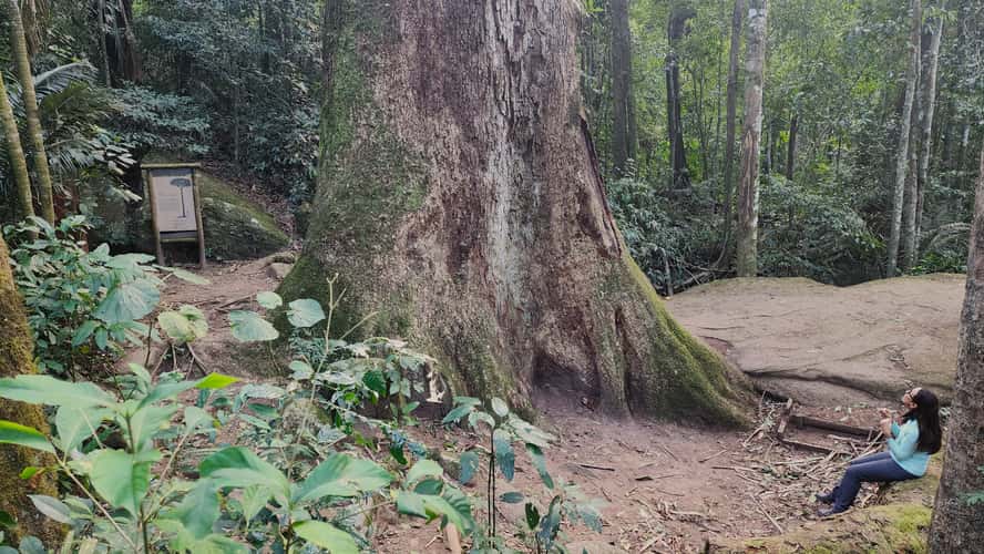 Jequitibá