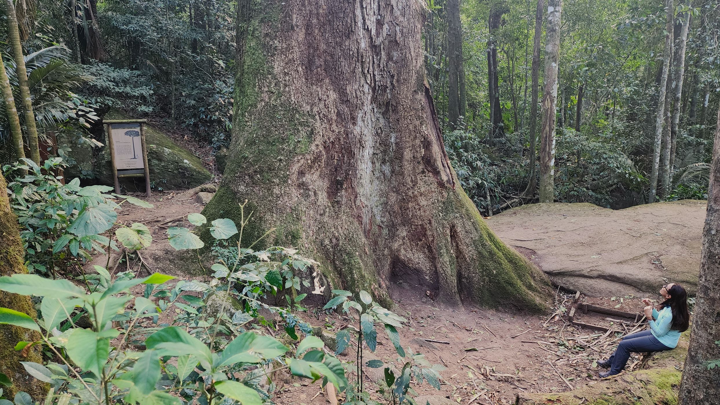 Jequitibá, Brazil