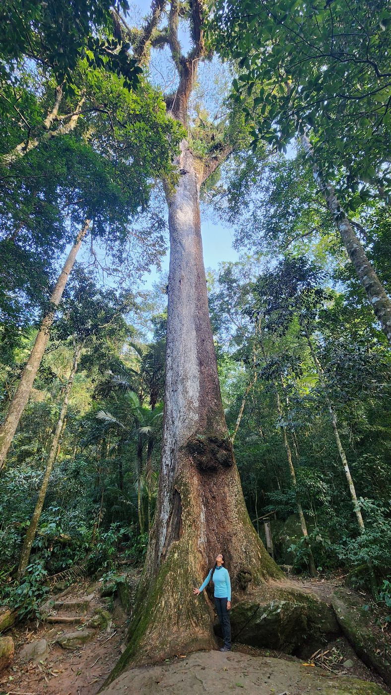 Jequitibá, Brazil