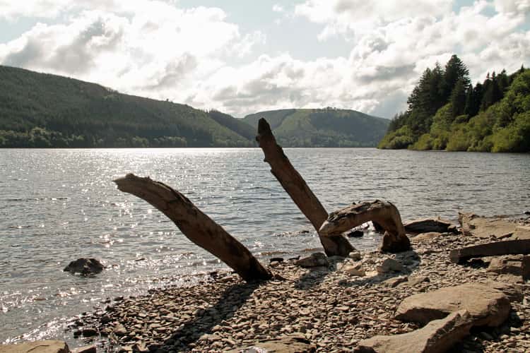 Lake Vyrnwy and remains of trees