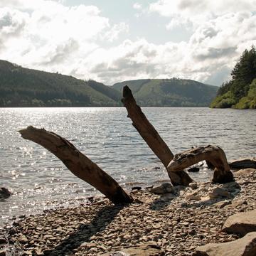 Lake Vyrnwy and remains of trees, United Kingdom