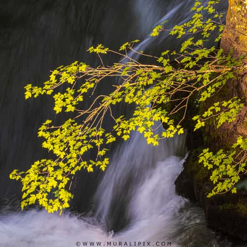 Leaves above Rogue River