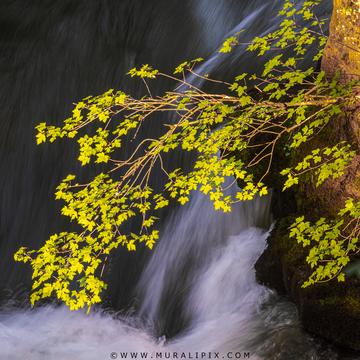 Leaves above Rogue River, USA