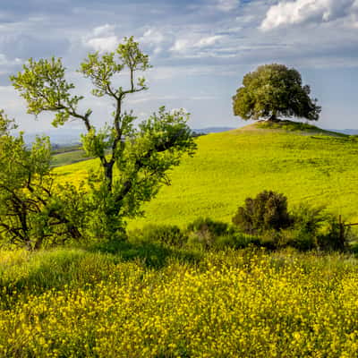 Lone Oak Tree - San Giovanni d'Asso, Italy, Italy