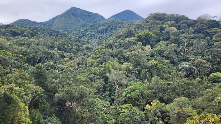 Mata Atlântica