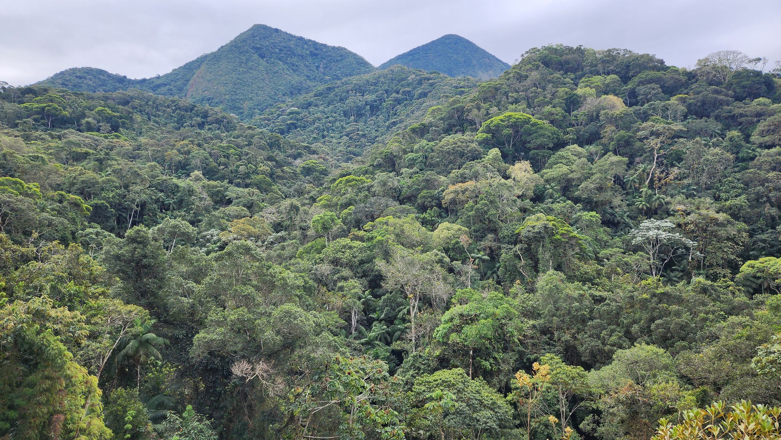 Mata Atlântica, Brazil