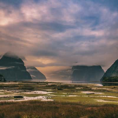 Milford Sound with logs, South Island, New Zealand