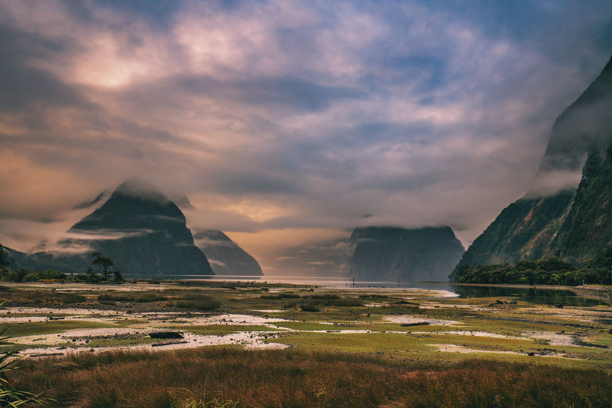 Milford Sound with logs, South Island, New Zealand