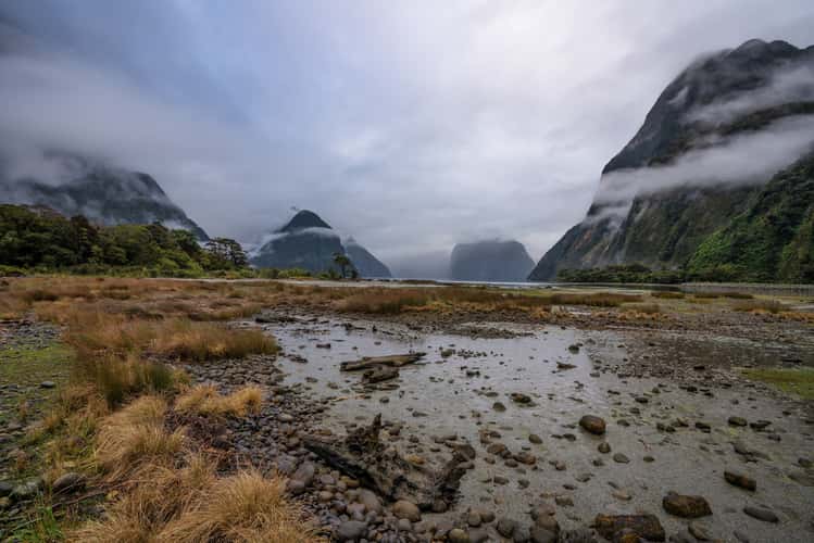 Milford Sound with logs, South Island