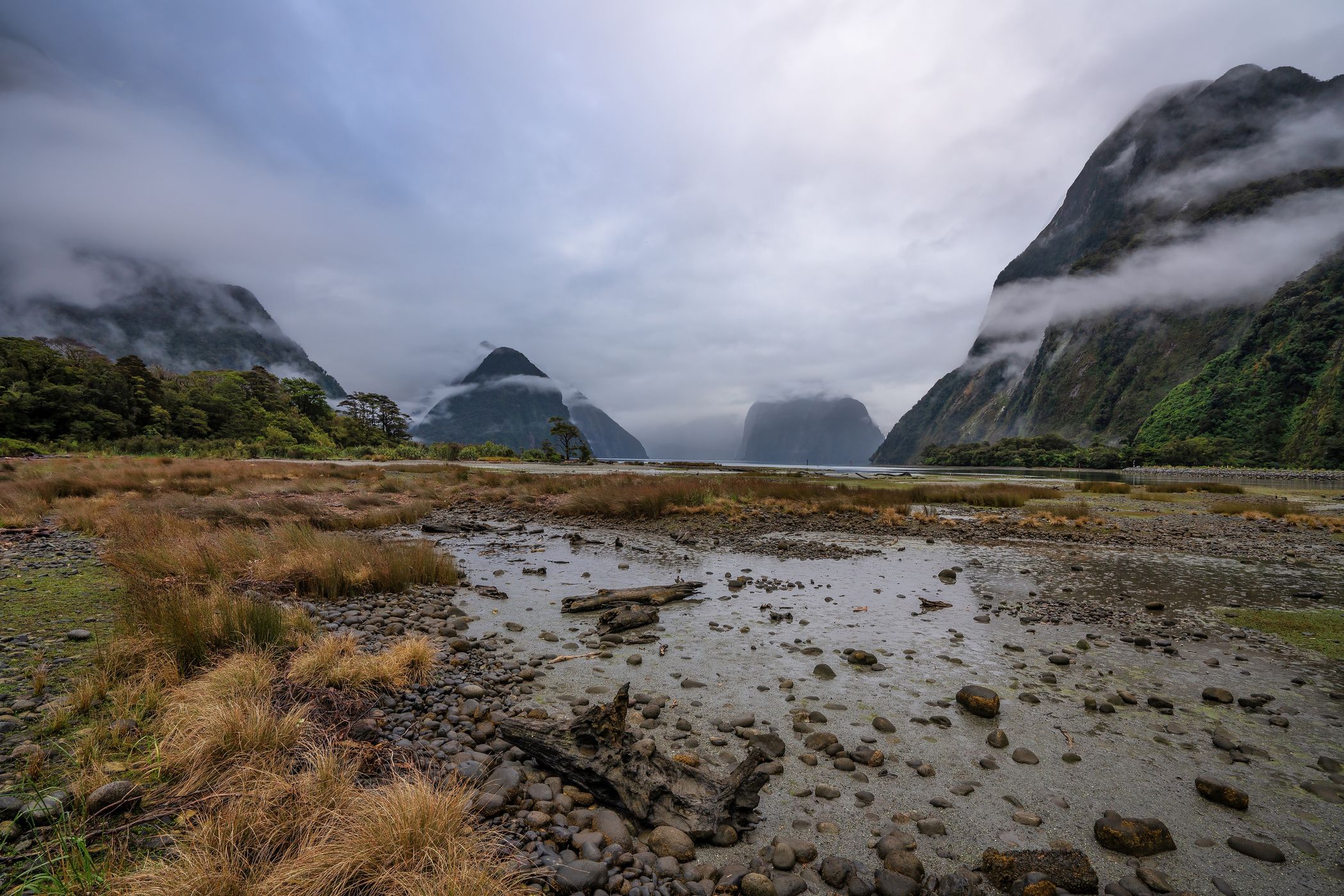 Milford Sound with logs, South Island, New Zealand