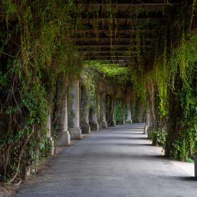 Overgrown pergola, Poland