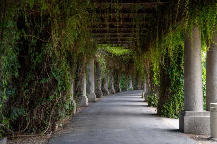 Overgrown pergola