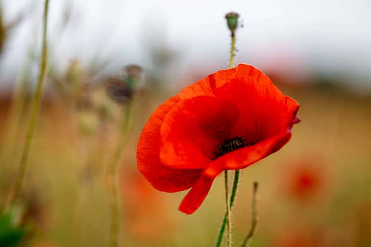 Poppy Fields, East Yorkshire