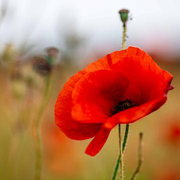 Poppy Fields, East Yorkshire, United Kingdom