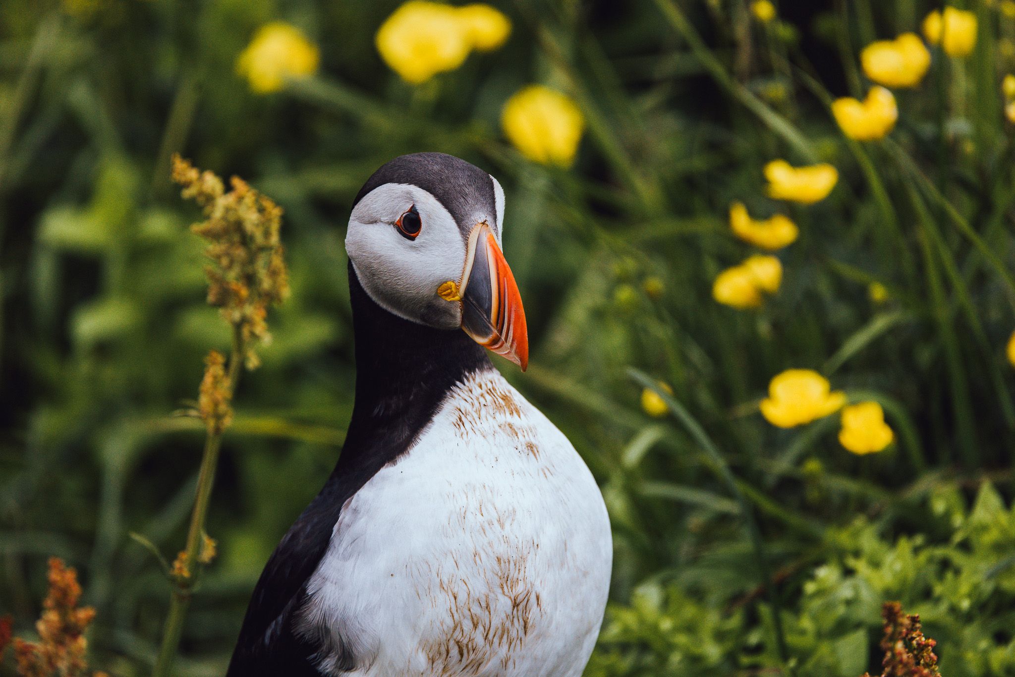 Puffin Marina, Iceland