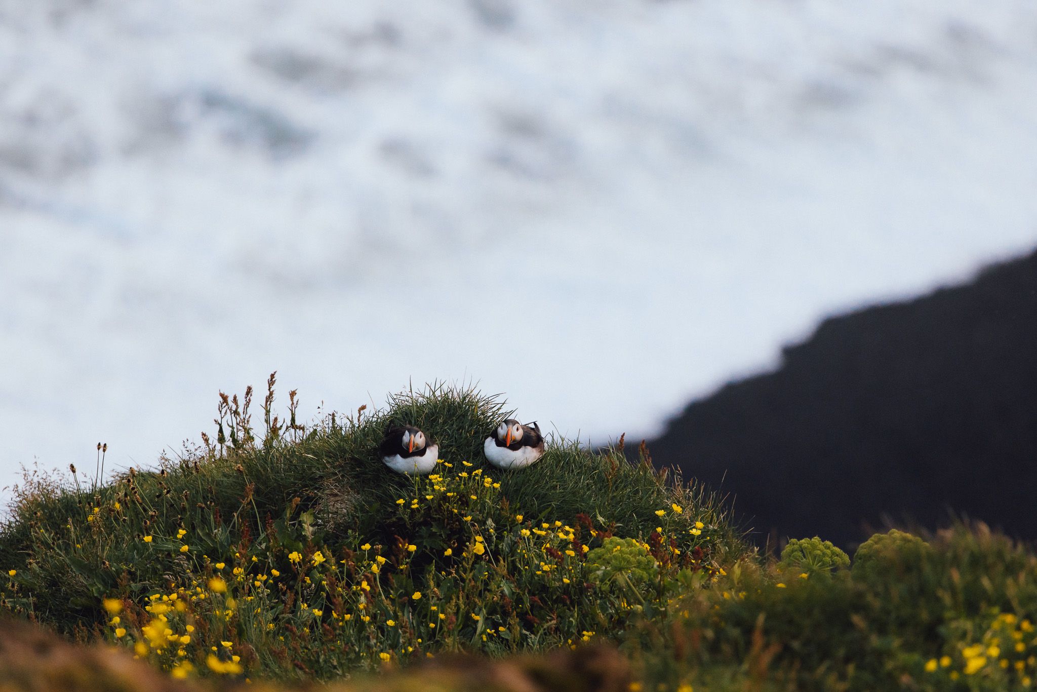 Puffins at Dyrhólaey Lighthouse, Iceland
