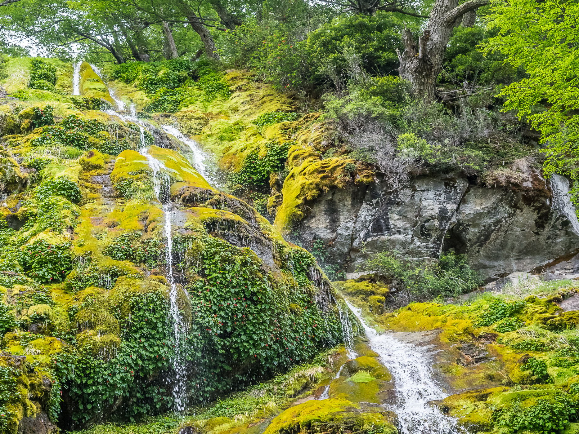 Salto del anillo, Argentina