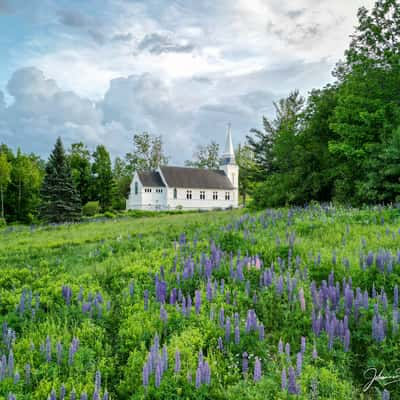 Sugar Hill NH Lupine Fields, USA