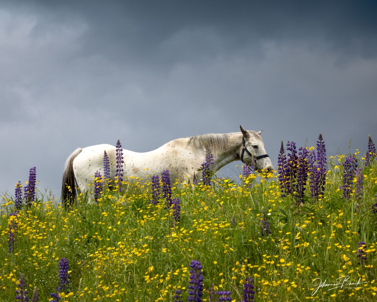 Sugar Hill NH Lupine Fields, USA