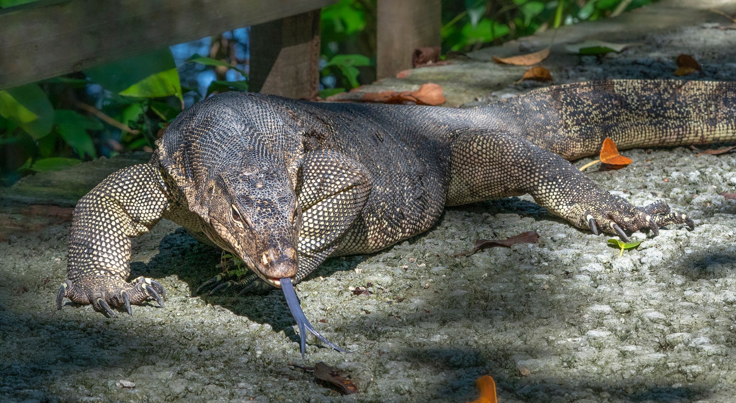 Sungei Buloh Wetland Reserve, Singapore