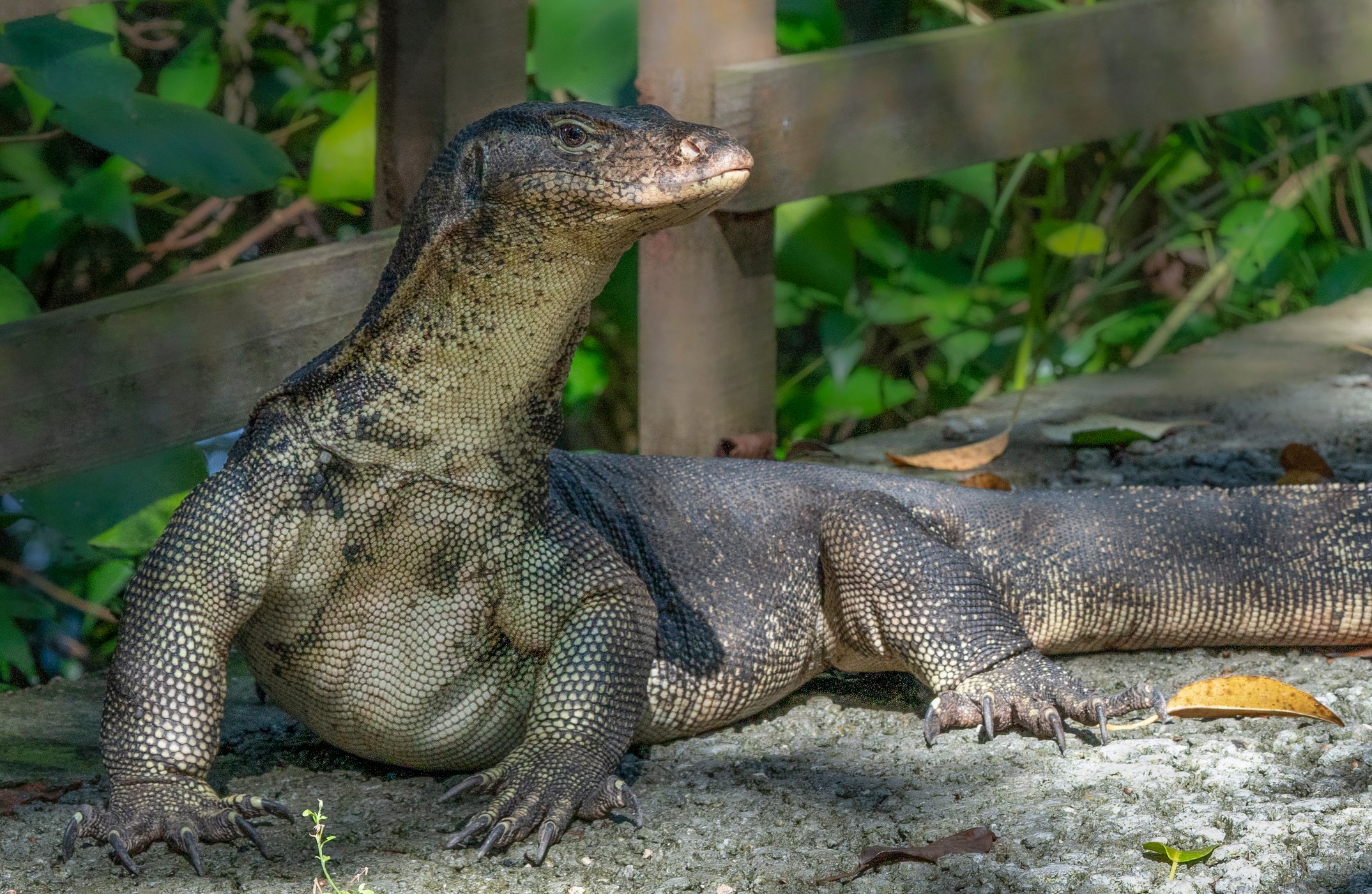 monitor lizards - Top Spots for this Photo Theme