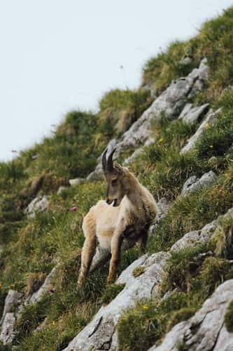 Wild Ibex at Pilatus mountain, Lucerne