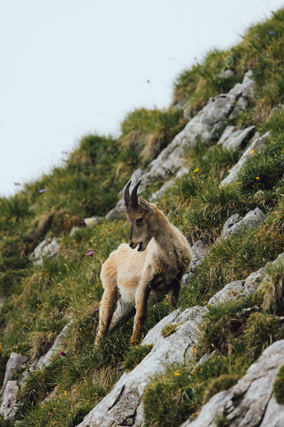 Wild Ibex at Pilatus mountain, Lucerne, Switzerland