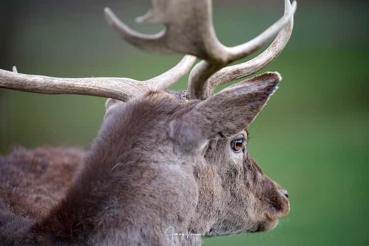 Wildgehege Wildsachsen